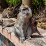 macaque-femelle